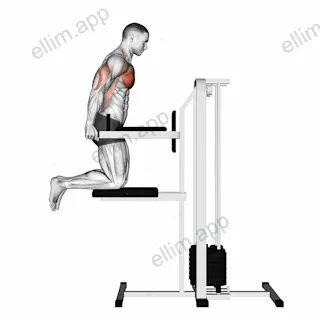 Assisted Chest Dip (kneeling) exercise targeting Chest and Pectoralis Major Sternal Head