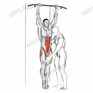Assisted Hanging Knee Raise exercise targeting Waist and Rectus Abdominis