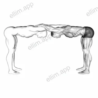 Assisted Trunk Flex Chest Stretch exercise targeting Chest