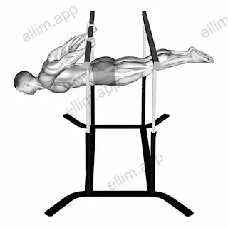Back lever exercise targeting Back and Erector Spinae