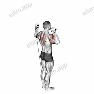 Band Behind Neck Shoulder Press exercise targeting Shoulders and Deltoid Anterior