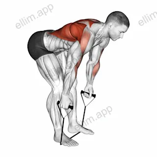 Band bent over row exercise targeting Back