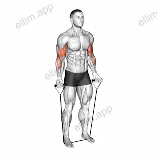 Band Close Grip Biceps Curl exercise targeting Upper Arms and Biceps Brachii