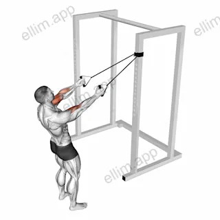 Band Cross Chest Biceps Curl exercise targeting Upper Arms and Biceps Brachii