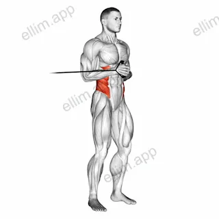 Band horizontal Pallof Press exercise targeting Waist and Obliques