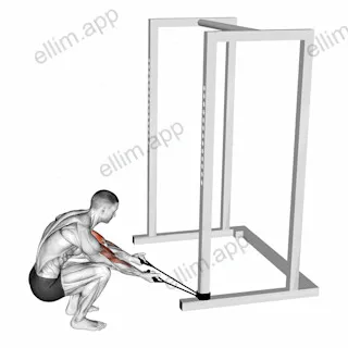 Band Kneeling Preacher Curl exercise targeting Upper Arms and Biceps Brachii