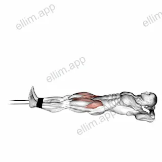 Band Lying Straight Leg Raise exercise targeting Hips and Iliopsoas