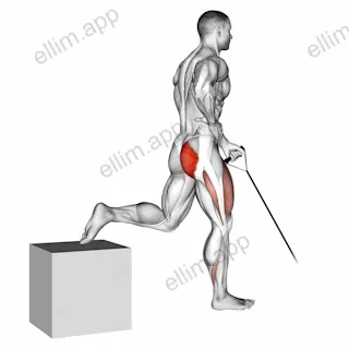 Band One Arm Single Leg Split Squat exercise targeting Hips and Gluteus Maximus