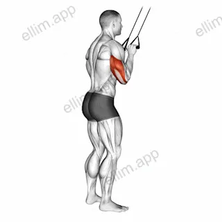 Band Pushdown exercise targeting Upper Arms and Triceps Brachii