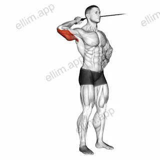 Band side triceps extension exercise targeting Upper Arms and Triceps Brachii