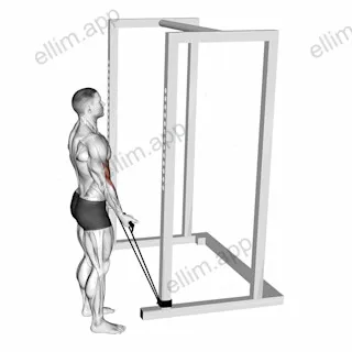 Band Standard Biceps Curl exercise targeting Upper Arms and Biceps Brachii