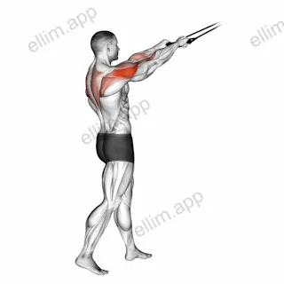 Band standing rear delt row exercise targeting Shoulders and Deltoid Posterior