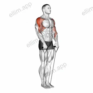 Band Upright Row (Under two feet) exercise targeting Shoulders and Deltoid Lateral