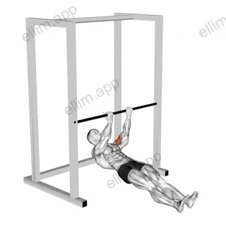 Bar Biceps Curl exercise targeting Upper Arms