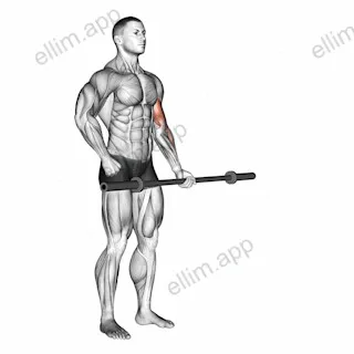 Barbell Alternate Biceps Curl exercise targeting Upper Arms and Biceps Brachii