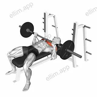 Barbell Banded Bench Press exercise targeting Chest