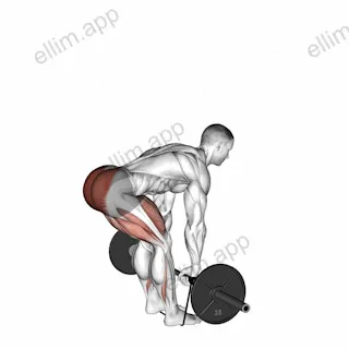 Barbell Banded Romanian Deadlift exercise targeting Hips