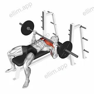 Barbell Bench Press exercise targeting Chest and Pectoralis Major Sternal Head