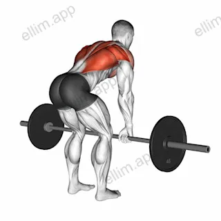 Barbell Bent Over Row exercise targeting Back and Infraspinatus