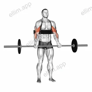 Barbell Biceps Curl (with arm blaster) exercise targeting Upper Arms and Biceps Brachii