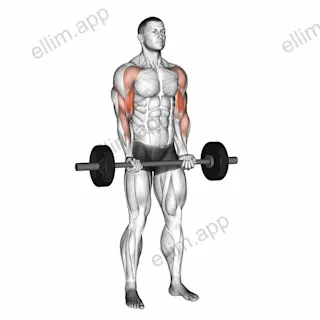Barbell Drag Curl exercise targeting Upper Arms and Biceps Brachii