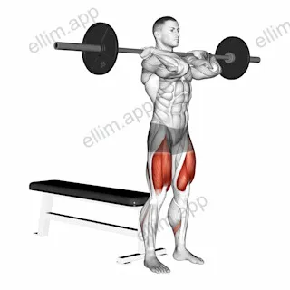 Barbell Front Bench Squat exercise targeting Thighs and Gluteus Maximus