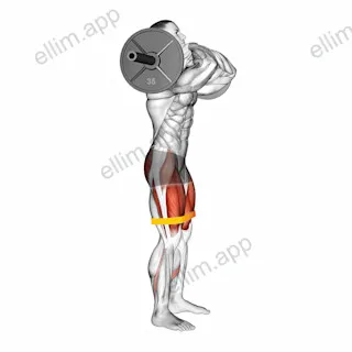 Barbell Front Chest Squat with Resistance Band exercise targeting Thighs