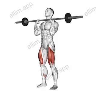 Barbell Front Chest Squat exercise targeting Thighs and Gluteus Maximus