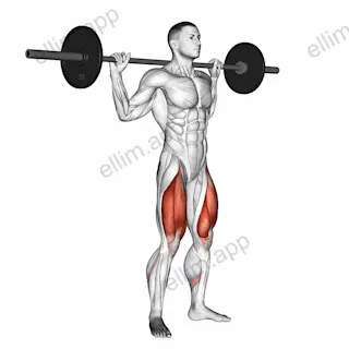 Barbell Full Squat exercise targeting Thighs and Gluteus Maximus