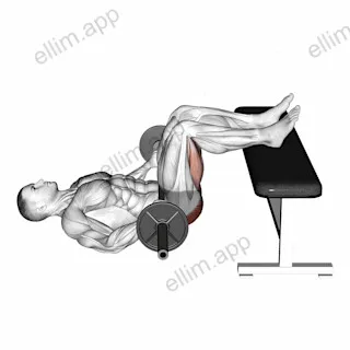 Barbell Glute Bridge Two Legs on Bench exercise targeting Hips and Gluteus Maximus