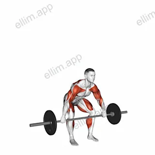 Barbell Hang Snatch Below the Knees exercise targeting Weightlifting
