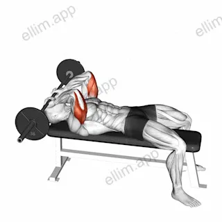 Barbell Lying Triceps Extension Skull Crusher exercise targeting Upper Arms and Triceps Brachii