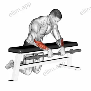 Barbell Palms Down Wrist Curl Over A Bench exercise targeting Forearms and Wrist Extensors