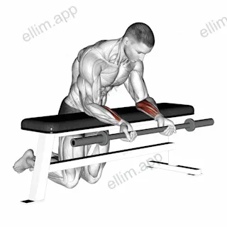Barbell Palms Up Wrist Curl Over A Bench exercise targeting Forearms and Wrist Flexors