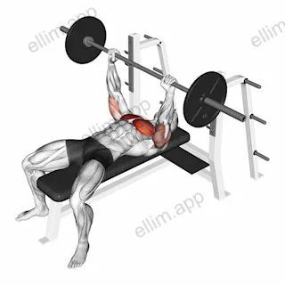 Barbell Pause Bench Press exercise targeting Chest and Pectoralis Major Sternal Head