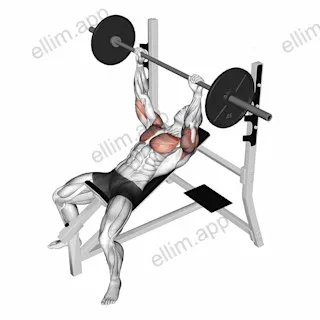 Barbell Pause Incline Bench Press exercise targeting Chest and Pectoralis Major Clavicular Head