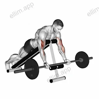 Barbell Prone Incline Curl exercise targeting Upper Arms and Brachialis