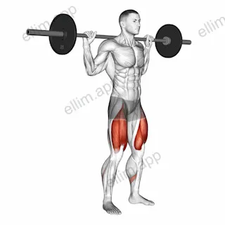 Barbell Quarter Squat exercise targeting Thighs and Gluteus Maximus