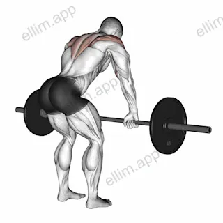 Barbell Rear Delt Row exercise targeting Shoulders and Deltoid Posterior