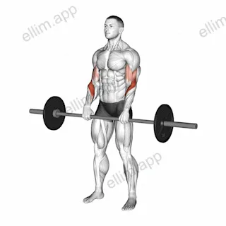 Barbell Reverse Curl exercise targeting Forearms and Brachioradialis