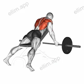 Barbell Reverse Grip Incline Bench Row exercise targeting Back and Infraspinatus