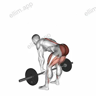 Barbell Romanian Deadlift exercise targeting Hips and Erector Spinae