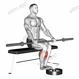 Barbell Seated Calf Raise exercise targeting Calves and Gastrocnemius