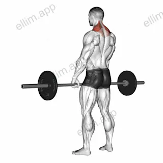 Barbell Shrug exercise targeting Back and Trapezius Upper Fibers
