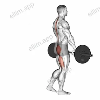 Barbell Single Leg Deadlift exercise targeting Hips and Gluteus Maximus