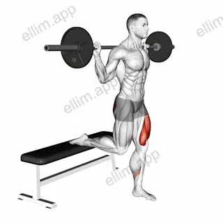 Barbell Single Leg Split Squat exercise targeting Hips and Gluteus Maximus