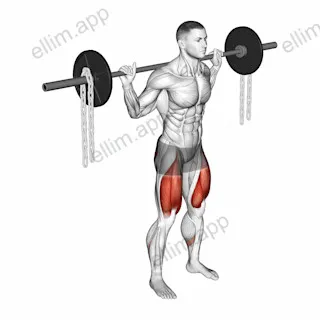 Barbell Squat with Chains exercise targeting Thighs