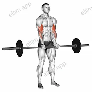 Barbell Standing Close Grip Curl exercise targeting Upper Arms and Biceps Brachii