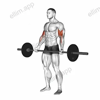 Barbell Standing Wide grip Curl exercise targeting Upper Arms