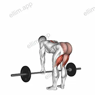 Barbell Straight Leg Deadlift exercise targeting Thighs and Erector Spinae